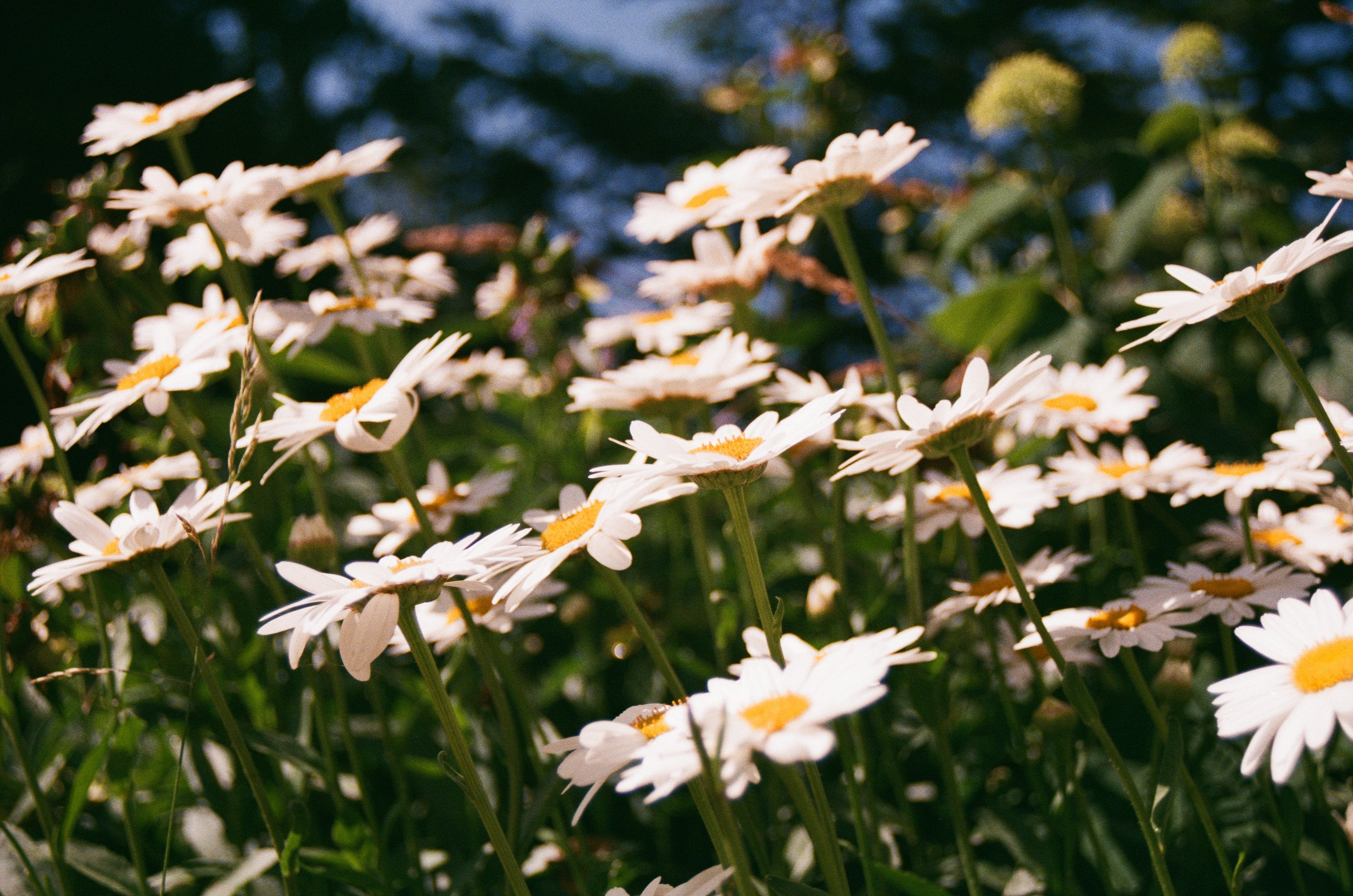 white-flowers
